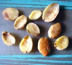 Irvingia gabonensis Dika Nut